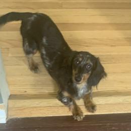 Macie - Dapple female Dachshund puppy in Bethany, Connecticut from Mardox Dachshunds