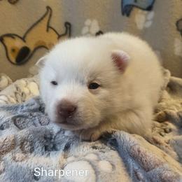 Sharpener - White male Pomsky puppy in Blackfoot, Idaho from Snake River Pomskys