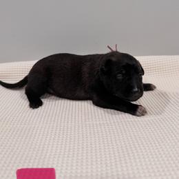 Pink - Black sable female Belgian Malinois puppy in Muskegon, Michigan from Red Acres Working Line K9s
