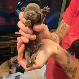 Arrow - Blue male Shih Tzu puppy in Lancaster, Ohio from Wandering Tzu