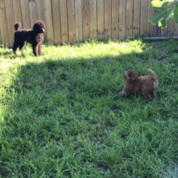 Poodle Puppies from Cadeau Standard Poodles