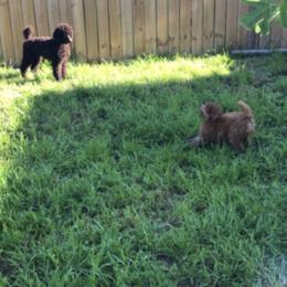 Poodle Puppies from Cadeau Standard Poodles