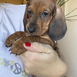 Dachshund All Grown Up from Hotdawgz standard AKC dachshunds