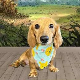 Nala - Dachshund
