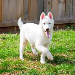 Jasmine - White female Siberian Husky puppy in Knoxville, Tennessee from The Siberian Empire