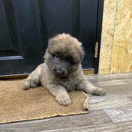 Girl 3 Little chunky monkey girl - Blue female German Shepherd puppy in Pelham, North Carolina from P & P Shepherds