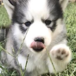 Siberian Huskies from Tundra Storm Siberians