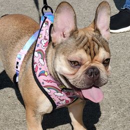 Hazel - French Bulldog