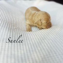 Sunlee - Buff female Cockapoo puppy in Alexandria, Alabama from Bright and Beautiful Cockapoos and Doodles