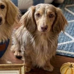 Oakley - Dachshund