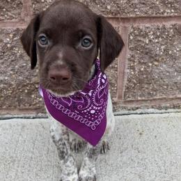 Girl 4 - Liver roan female German Shorthaired Pointer puppy in Potosi, Wisconsin from Point and Flush Gun Dogs