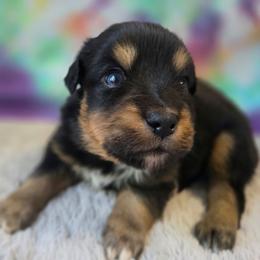 Willie - Black tri male Miniature Australian Shepherd puppy in Church Hill, Tennessee from Hippie Dog Haven