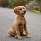 Finley