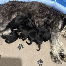 Miniature Schnauzer puppies from Sue’s Miniature Schnauzers