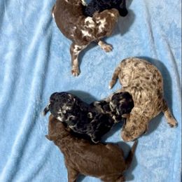 Boy 2 - Merle male Goldendoodle puppy in Sterling, Connecticut from Justine’s Retrievers and Doodles