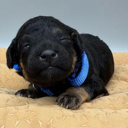 River - Phantom male Goldendoodle puppy in Cape Coral, Florida from Nay Nays Mini Doodles