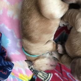 Girl 5 - Golden Retriever puppy in Argyle, Texas from Randalls Golden Retrievers