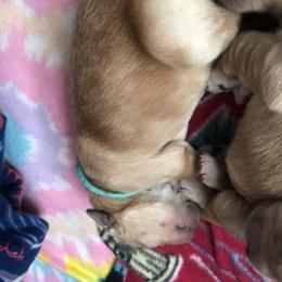 Girl 5 - Golden Retriever puppy in Argyle, Texas from Randalls Golden Retrievers