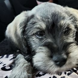 Charlie II - Schnoodle puppy from Smart Schnauzers & Schnoodles