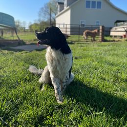Nanna - Newfoundland