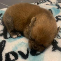 Smallest male - Beaver sable male Pomeranian puppy in Gadsden, Alabama from Rich Cat’s