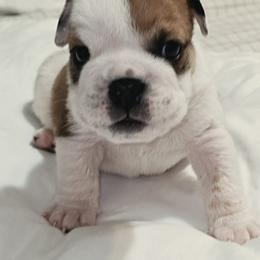 Girl 1 - Red and white female Bulldog puppy in Cheshire, Connecticut from Absolut Bulldogs