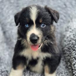 Lucy - Black tri-color female Australian Shepherd puppy in New Tazewell, Tennessee from D&D Australian Shepherds