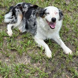 Lady - Miniature Australian Shepherd