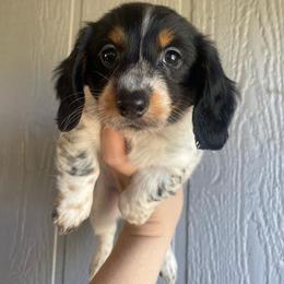 Dachshund Puppies from Long Dog Ranch