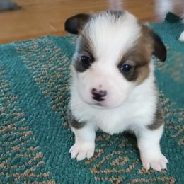 Bulda - Red and white female American Corgi puppy in Plattsmouth, Nebraska from Moonlit Ranch