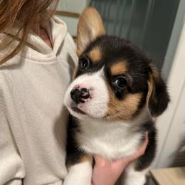 Trevor - Black and tan male Pembroke Welsh Corgi puppy in Morristown, Tennessee from Robertson Corgi’s