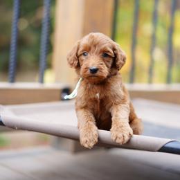 Teal collar - Red  female Goldendoodle puppy in Spokane, Washington from Doodle Love