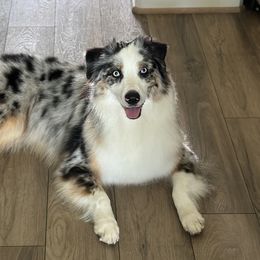 Australian Shepherds from ‘Ohana Aussies of Texas