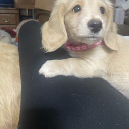 Honey - Dachshund