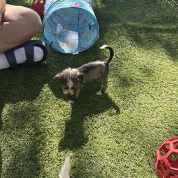 Puppy 4 - Sable male Chinese Crested puppy in Loganville, Georgia from Just Cresteds