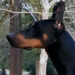 Jocko - Doberman Pinscher