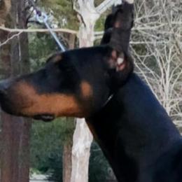 Jocko - Doberman Pinscher