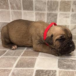 Red Collar - Chestnut brindle female Cane Corso puppy in Catawba, North Carolina from Catawba Cane Corso