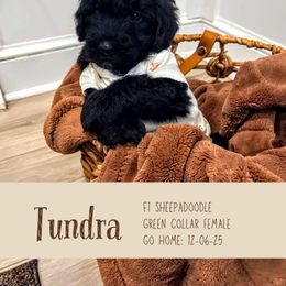 Tundra - Black female Sheepadoodle puppy in Clemson, South Carolina from Love Tallulah Sheepadoodles LLC