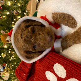Poodle Puppies from Monte's poodles