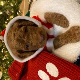 Poodle Puppies from Monte's poodles