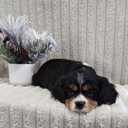 Chase - Tri-color male Cavalier King Charles Spaniel puppy in Chattanooga, Tennessee from Oodles of Cuties!