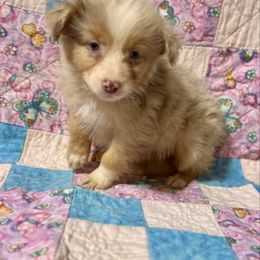 Merle female 2 - Red merle female Australian Shepherd puppy in Lemon Cove, California from Magic Ranch Mini Aussies