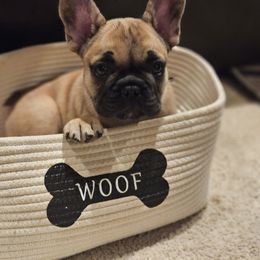 French Bulldog Puppies from A&D Frenchies