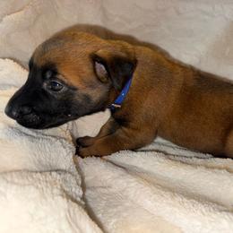 Piroque - Yellow male Dutch Shepherd puppy in Saint Amant, Louisiana from Mercy Kennels