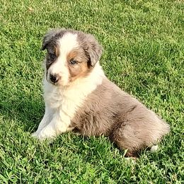 Border Collie Puppies from Bond Border Collies