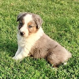 Border Collie Puppies from Bond Border Collies