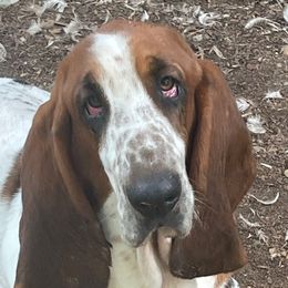 Doc ‘Howl’iday - Basset Hound