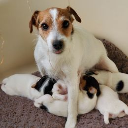 Badger - Jack Russell Terrier
