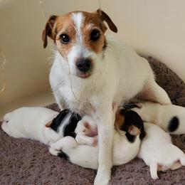 Badger - Jack Russell Terrier